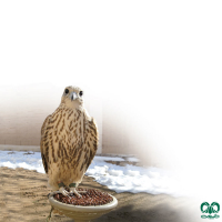 گونه بالابان Saker Falcon